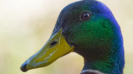 Sir Duck