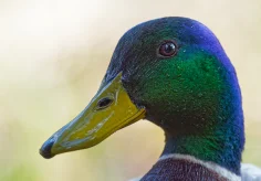 Sir Duck