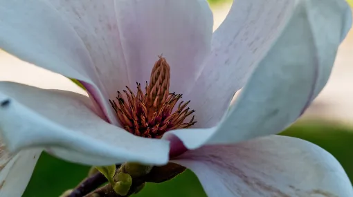 Magnolienblüte