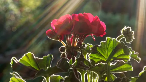 Rotes Geranium im Gegenlicht