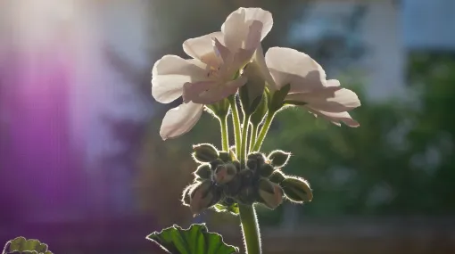 Geranium im Gegenlicht