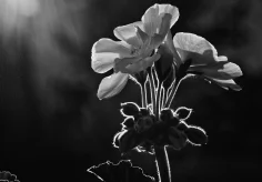 Geranium im Gegenlicht