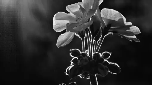 Geranium im Gegenlicht