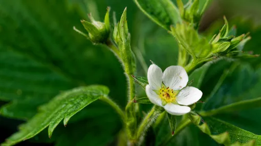 Walderdbeere am Blühen