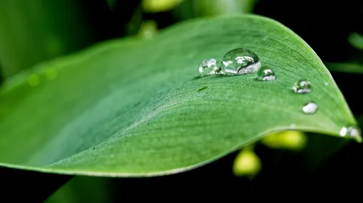Wassertropfen