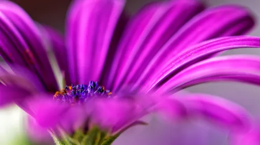Bornholmmargerite (Osteospermum)