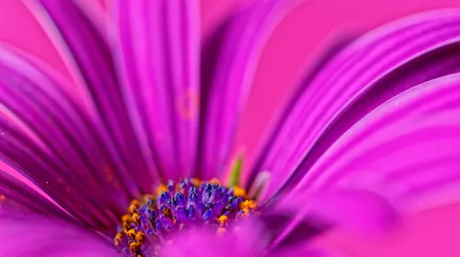 Pink Dream - Bornholmmargerite (Osteospermum)