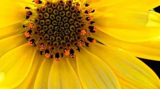 Yellow Dream - Bornholmmargerite (Osteospermum)