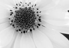 Osteospermum (Kapkörbchen)