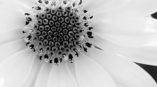 Osteospermum (Kapkörbchen)