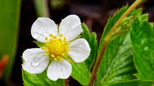 Walderdbeere am Blühen