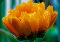 Ringelblume