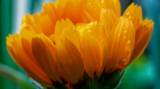 Ringelblume