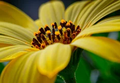 Bornholmmargerite (Osteospermum) gelb II
