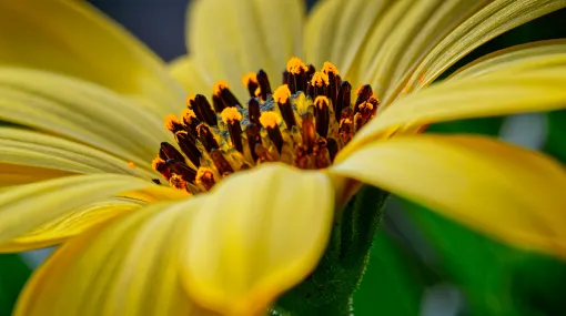 Bornholmmargerite (Osteospermum) gelb II