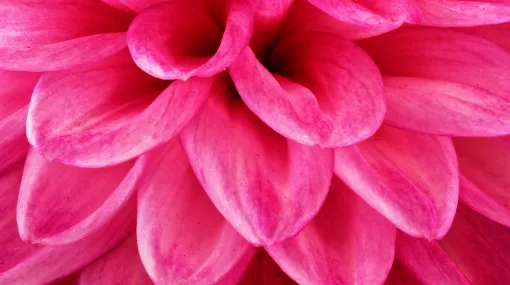 Dalienblüte