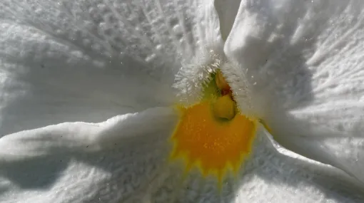 STiefmütterchen weiss