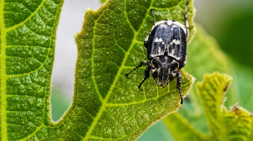 Irgendein Käfer