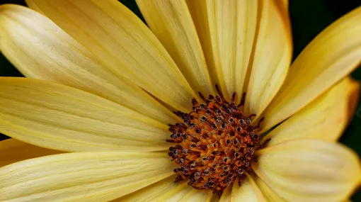 Bornholmmargerite (Osteospermum) gelb