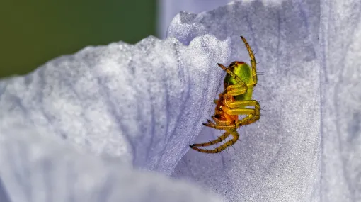 Kleine Spinne