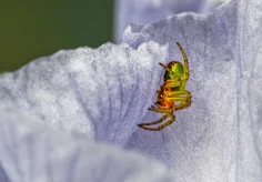 Kleine Spinne