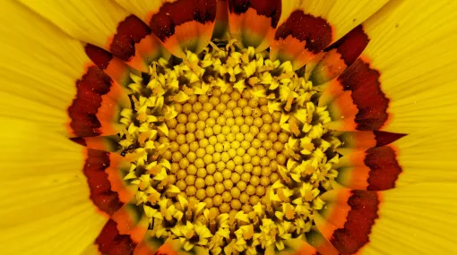 Gazania, eine Sonne