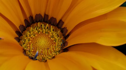 Gazania II