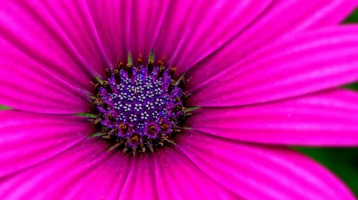 Bornholmmargerite (Osteospermum) lila