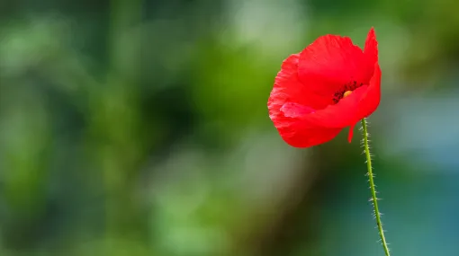 Mohnblume