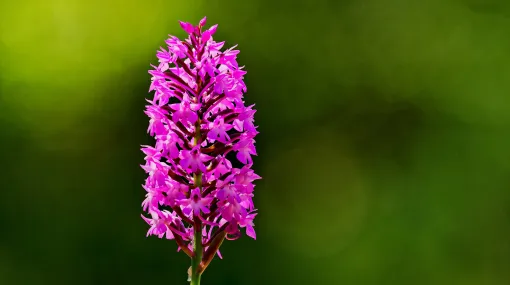 Unbekannte Wiesenblume