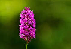 Unbekannte Wiesenblume