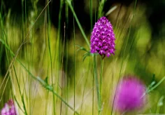 Unbekannte Wiesenblume II