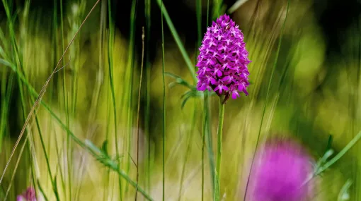 Unbekannte Wiesenblume II