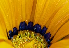 Gazania III