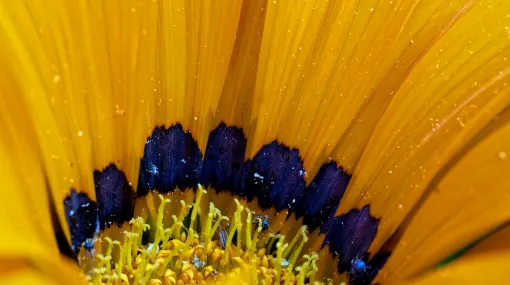 Gazania III
