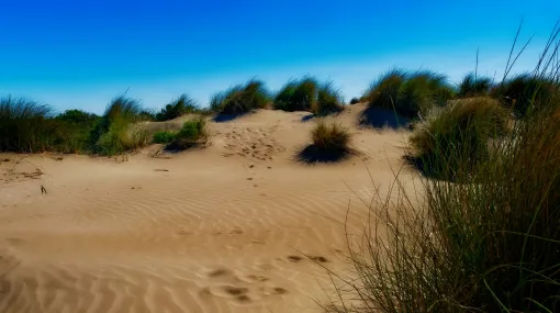 Dünen im Wind