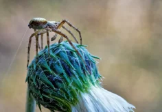 Spinne an der Arbeit