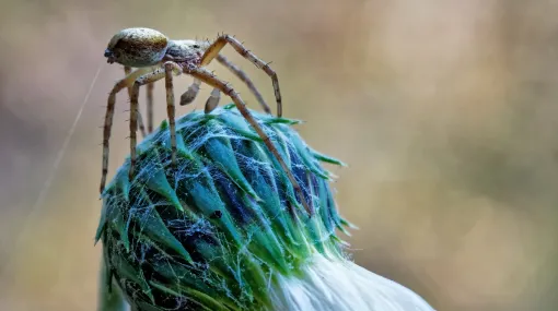 Spinne an der Arbeit