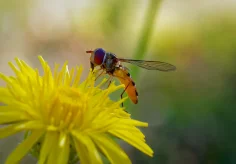 Schwebfliege