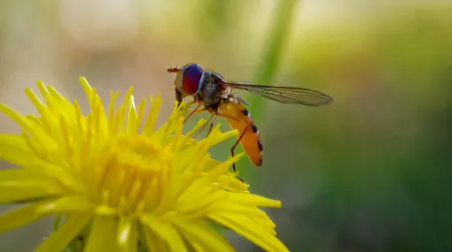 Schwebfliege