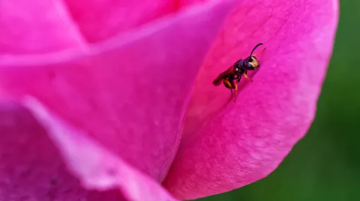 Kleine Wespe in Rose