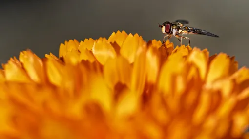 Ringelblume mit Insekt