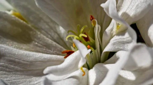 Weisse Geraniumblüte