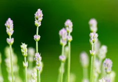 Junger Lavendel