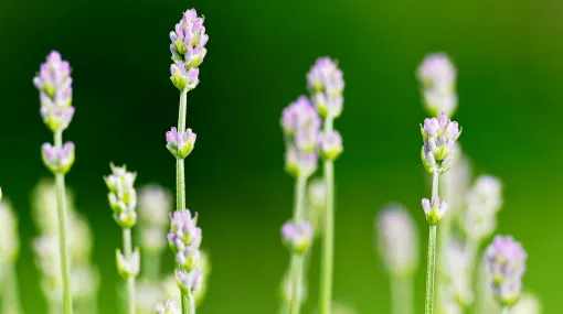 Junger Lavendel