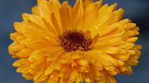 Ringelblume nach dem Regen