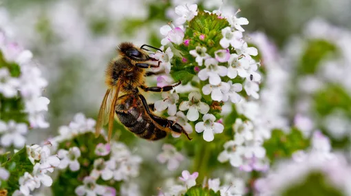 Biene auf Thymianblüten
