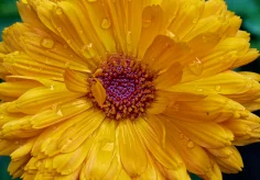Ringelblume nach dem Regen II