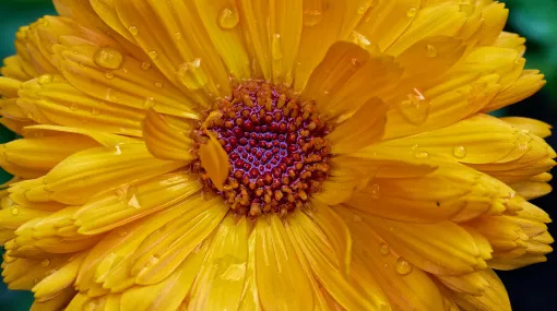 Ringelblume nach dem Regen II