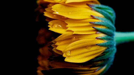 Geschlossene Ringelblume nach dem Regen